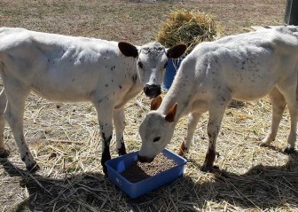 Abbey and Bella growing