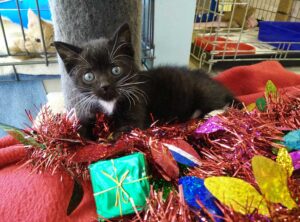 Tux Christmas Appeal