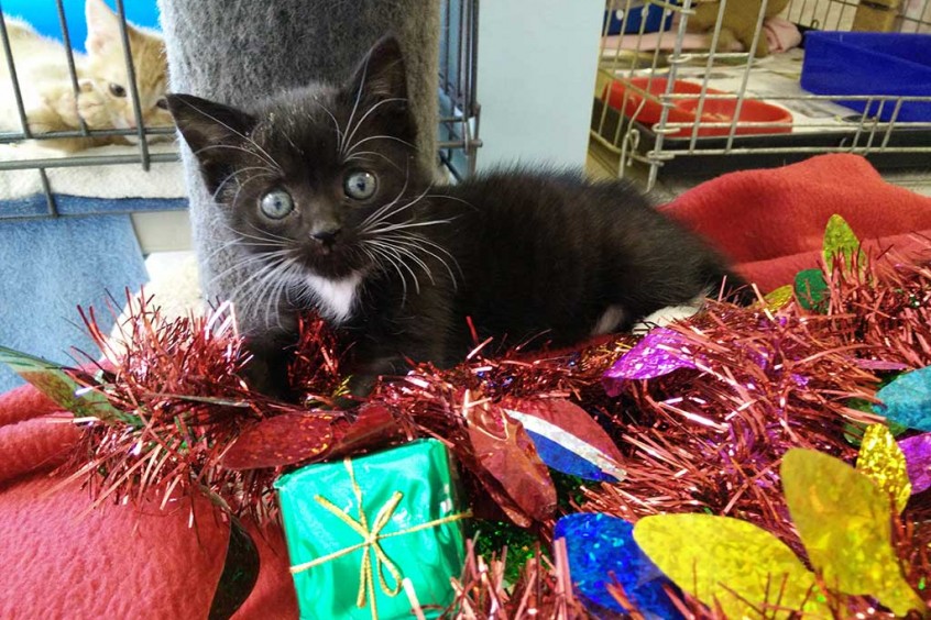 Tux Christmas Appeal