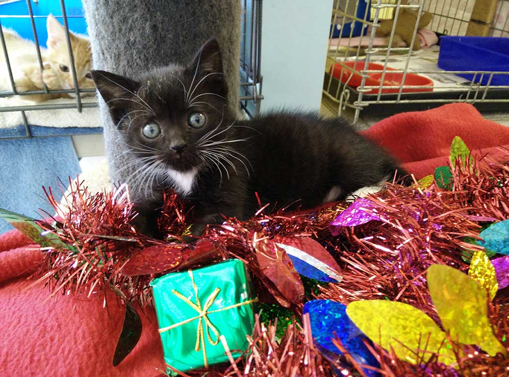 Tux Christmas Appeal