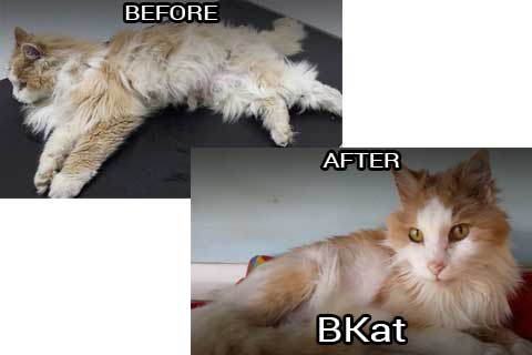 bkat before & after