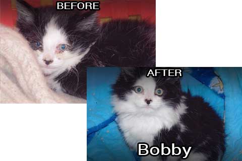 bobby before & after