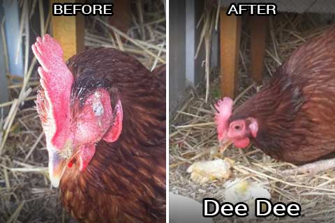 dee dee before & after