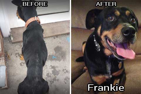 frankie before & after