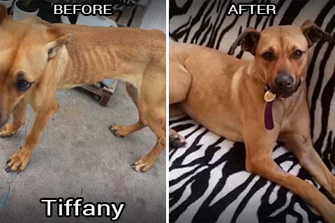 tiffany before & after