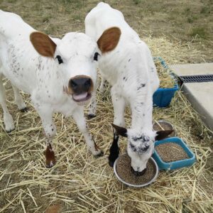 Abbey and Bella feeding