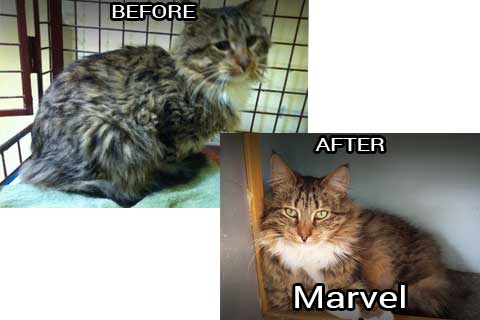 Marvel before & after