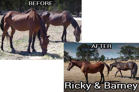 Ricky and Barney before & after