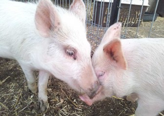 Truffelina and Porcini meet