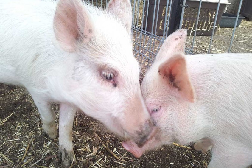 Truffelina and Porcini meet