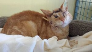 Rusty with drainage tube