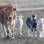 Moonbeam and the 3 goats