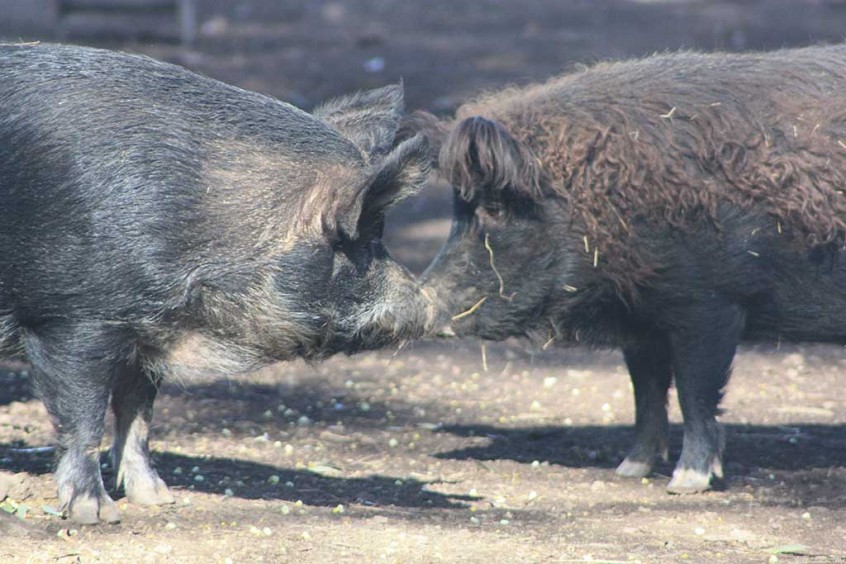 Annie and Ollie snouts