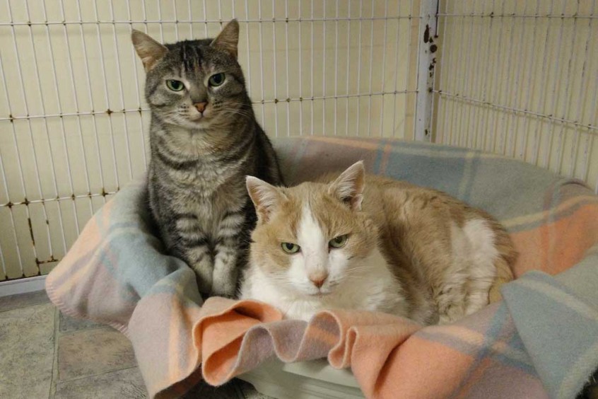 Serena and Basil Adopted