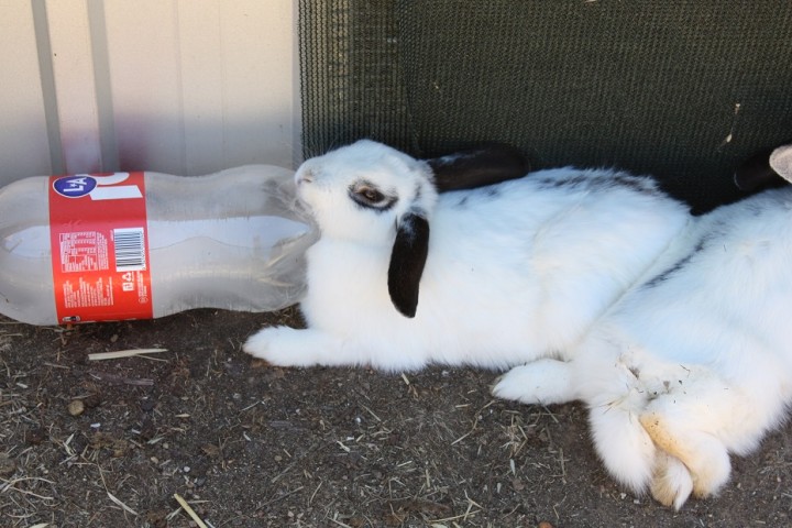 Buns with frozen water