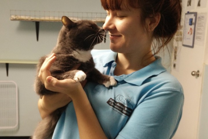 Cattery Volunteer