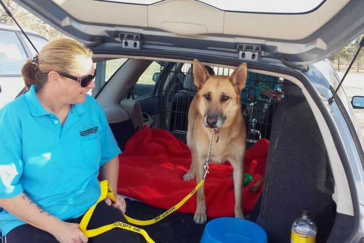 Volunteer transporting dog