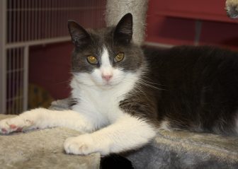 Bright Eyes Adopted