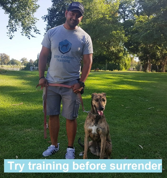 Elite canine sales training