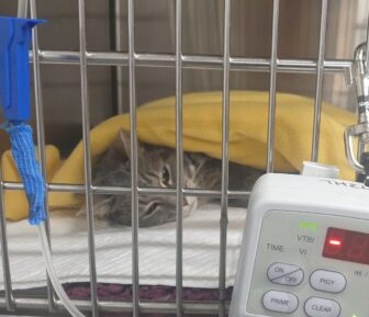 Little legs vet update